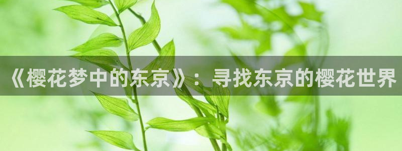在线动画动漫下载yy漫画：《樱花梦中的东京》：寻找东京的樱花世界